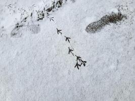 Pigeon tracks on the white snow. The concept of a frosty winter. photo
