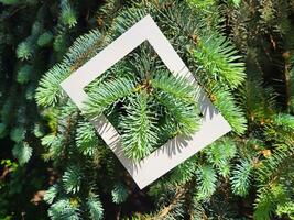 The branches of a green Christmas tree peek out from a white cardboard frame. The concept of Christmas, New Year photo
