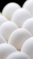 Close-up of packed chicken eggs. White eggs in carton box. Vertical video