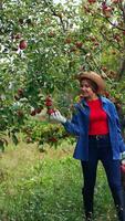 Female farmer has collected ripe apples in the garden. Lady in straw hat walks by the apple orchard with a heavy basket full of fruit picking apple from tree on the go. Vertical video