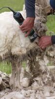 Farmer shearing white sheep. Soft wool of a sheep is cutting by a worker with a special electric machine outdoors. Shearing sheep for production of wool fleece. Vertical video