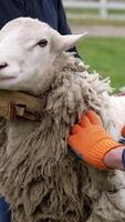 Sheep shearing by electric machine. Farmer shearing white sheep for production of wool fleece. Man cutting wool on a sheep with clipper. Vertical video