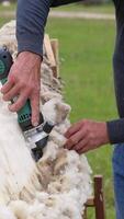 Farmer cutting wool on a sheep. Shearing white sheep with a professional electric machine outdoors. Traditional shearing sheep for production of wool fleece. Vertical video