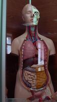 muestras en anatómico museo. el plastico tonto de un humano con interno partes. humano órganos en formaldehído recogido en estantes. vertical video