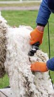 Man shears sheep outdoors. Sheep shearing on farm for production of wool fleece. Farmer shearing sheep with electric professional sheep clipper. Vertical video