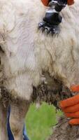 Professional cutting machine shearing sheep. Process of shearing sheep on a farm by electric clipper. Farmer cutting wool on a sheep. Close-up. Vertical video