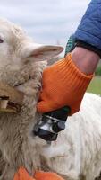 Sheep is cutting by electric clipper. Shearing sheep is process by which woollen fleece of sheep is cut off. Adult sheep is shorn once each year. Vertical video