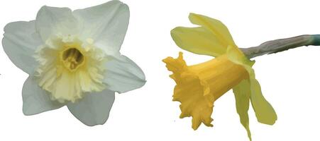 Two daffodils are shown in different colors vector