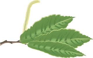 A green leaf with a stem and leaves vector