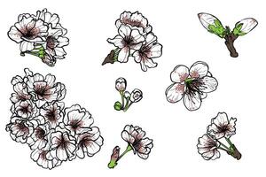 Hand drawn white and pink cherry blossoms blooms. Elegant spring flowers for print and online design projects. These assets are ready to use, easy to edit. vector