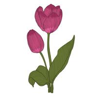 Hand drawn tulip with petals, flowers, leaves, stem. Mulberry colored spring flower isolated on a white background. Easy to use and edit flower asset. vector