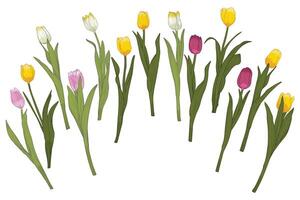 Hand drawn set of tulips with petals, flowers, leaves, stem. Colorful spring flowers isolated on a white background. Easy to use and edit flower assets. vector