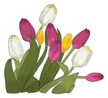 Hand drawn tulips bouquet with petals, flowers, leaves, stem. Colorful spring flowers isolated on a white background. Easy to use and edit flower assets. The bouquet is whole not separated. vector