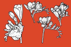 Hand drawn freesia flowers set. Colorful spring flowers isolated on a red orange background with flowers, buds on stems. All outline and fill are in separate groups. vector