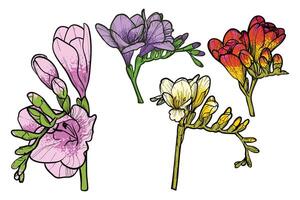 Hand drawn freesia flowers set. Colorful spring flowers isolated on a white background with flowers, buds on stems. All outline and fill are in separate groups. vector