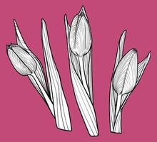 Hand drawn tulips with petals, flowers, leaves, stem. Spring flowers isolated on a pink background. Easy to use and edit flower assets. Black outline, white fill in separate groups. vector