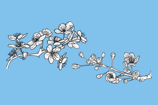 Hand drawn cherry blossoms. Black outline, white fill on separate groups. Elegant cherry blossoms for print and online design projects. These assets are ready to use, easy to edit.