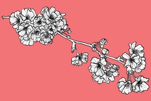 Elegant cherry blossoms hand drawn for print and online design projects. Black outline, white fill on separate groups. These assets are ready to use, easy to edit. vector