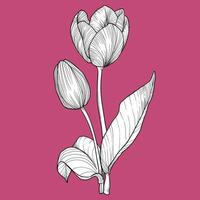 Hand drawn tulip with flower and leaves on stem. Spring flower isolated on a pink background. Easy to use and edit flower asset. Black outline, white fill in separate groups. vector