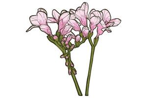 Hand drawn freesia flowers set. Pink spring flowers isolated on a white background with flowers, buds on stems. All outline and fill are in separate groups. vector