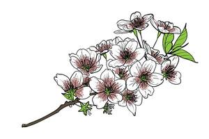Black line art, white and pink petals with green leaves on brown branches. Hand drawn cherry blossoms for print and online design projects. These assets are ready to use, easy to edit. vector