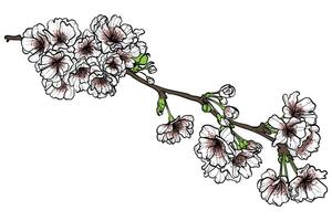 White and pink petals hand drawn with green leaves on brown branches. Elegant cherry blossoms for print and online design projects. These assets are ready to use, easy to edit. vector