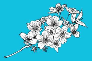 Hand drawn cherry blossom branch. Black outline, white fill on separate groups. Elegant cherry blossoms for print and online design projects. These assets are ready to use, easy to edit. vector