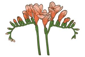 Hand drawn freesia flowers set. Orange spring flowers isolated on a white background with flowers, buds on stems. All outline and fill are in separate groups. vector