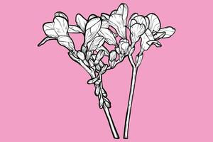 Hand drawn freesia flowers. Spring flowers isolated on a pink background with flowers, buds on stems. All outline and fill are in separate groups. vector