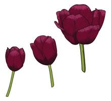 Hand drawn tulip blooms. Red spring flowers isolated on a white background. Easy to use and edit flower assets. vector