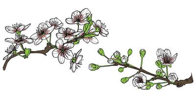 hand drawn cherry blossoms. White and pink petals with green leaves on brown branches. Elegant cherry blossoms for print and online design projects. These assets are ready to use, easy to edit. vector