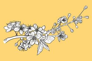 Elegant cherry blossoms for print and online design projects. Hand drawn black outline, white fill on separate groups. These assets are ready to use, easy to edit. vector