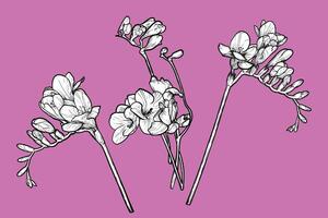 Hand drawn freesia flowers set. Spring flowers isolated on a pink background with flowers, buds on stems. All outline and fill are in separate groups. vector