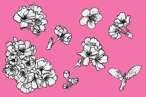Hand drawn cherry blossoms blooms. Black outline, white fill on separate groups. Elegant spring flowers for print and online design projects. These assets are ready to use, easy to edit. vector