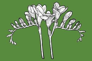 Hand drawn freesia flower. Spring flower isolated on a green background with flowers, buds on stems. All outline and fill are in separate groups. vector