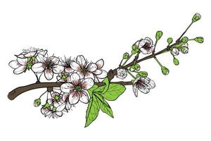 Elegant cherry blossom branch. Hand drawn white and pink petals with green leaves on brown branch. Spring flower for print and online design projects. These assets are ready to use, easy to edit. vector