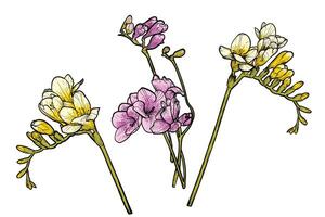 Hand drawn freesia flowers set. Pink and yellow spring flowers isolated on a white background with flowers, buds on stems. All outline and fill are in separate groups. vector