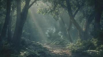 A path through the woods with sunbeams shining through the trees photo