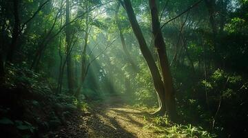 A path through the woods with sunlight shining through the trees photo