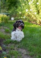 Black and White Shih Tzu Dog on Grass in Summer photo