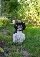 Black and White Shih Tzu Dog on Grass in Summer photo