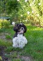 Black and White Shih Tzu Dog on Grass in Summer photo