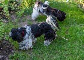 Black and White Shih Tzu Dog on Grass in Summer photo