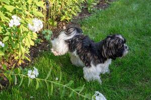 The dog raised its paw and pees in the grass photo