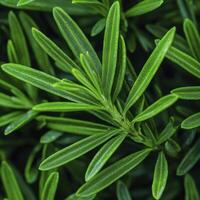 Lush green leaves of a rosemary plant showcasing intricate textures and vibrant colors in a natural setting photo