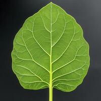 Close-up of a vibrant green leaf showcasing intricate vein patterns and textures against a dark background photo