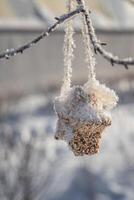 A bird feeder from brown seeds is on a gray tree in a park in winter. Vertical photo