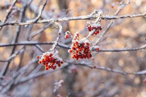 Bunch of bright red ripe rowan berries with snow without foliage on the beautiful background in winter photo