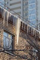 A group of sharp white transparent icicles is hanging down from the gray roof with ice of a building from orange bricks in winter. Vertical photo