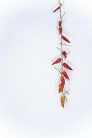 banner a bunch of red dried chili peppers on a white wall background with an empty space for the inscription. High quality photo
